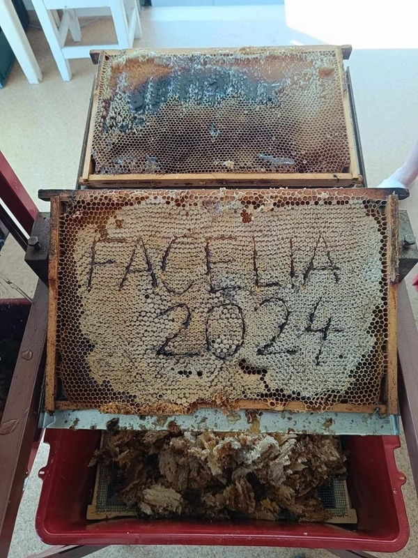 Kvetový med z Facélie 950g